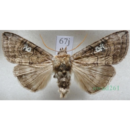Tethea ocularis (Linnaeus, 1767) Falica oczenica Czech67j